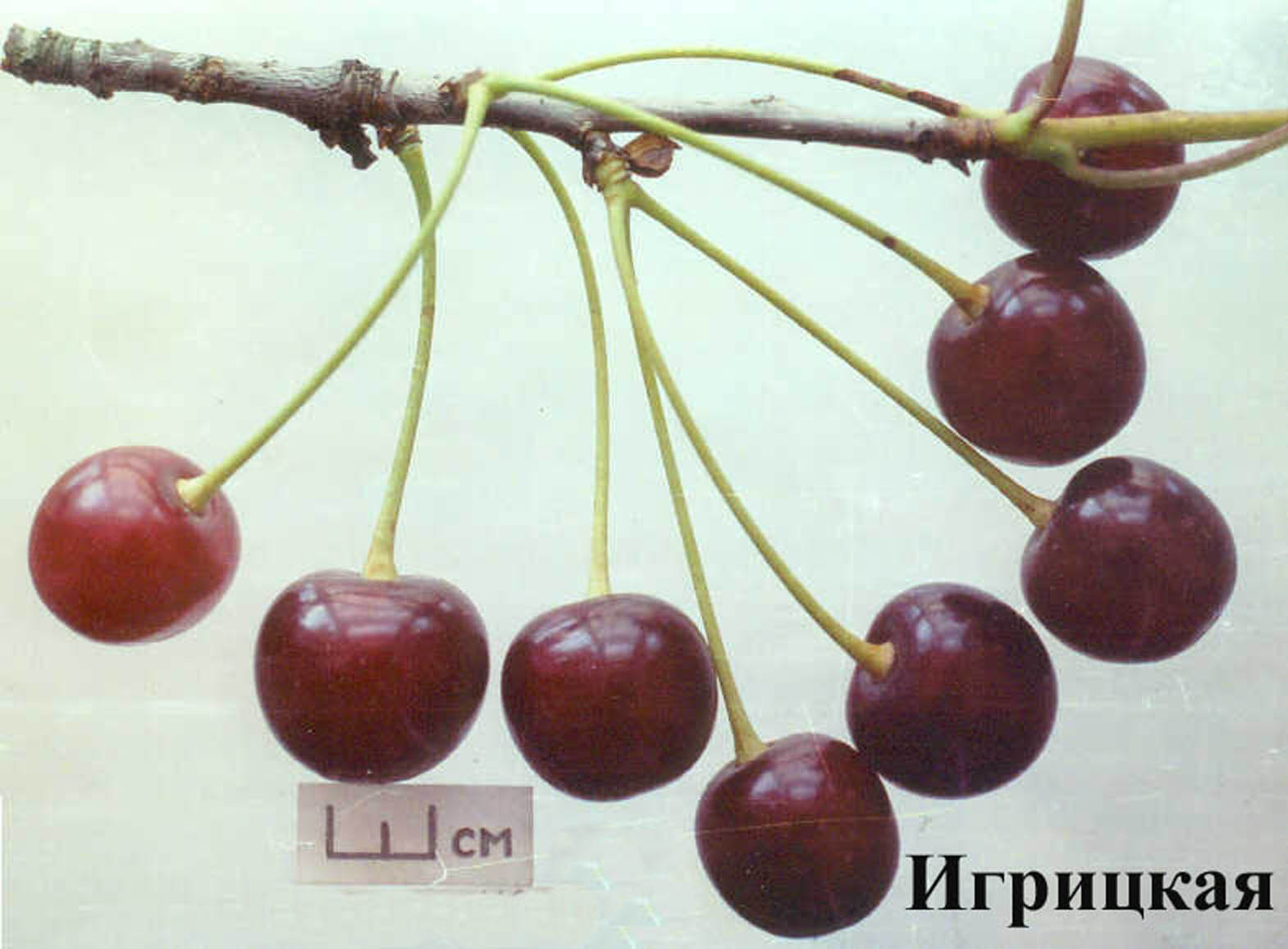Описание сортов вишни для средней полосы
